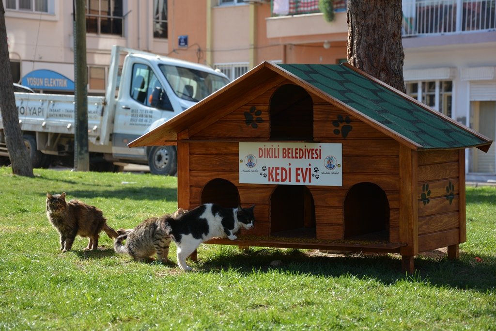 Can Dostlarımızı Kedi Evleri ile Buluşturuyoruz (1)